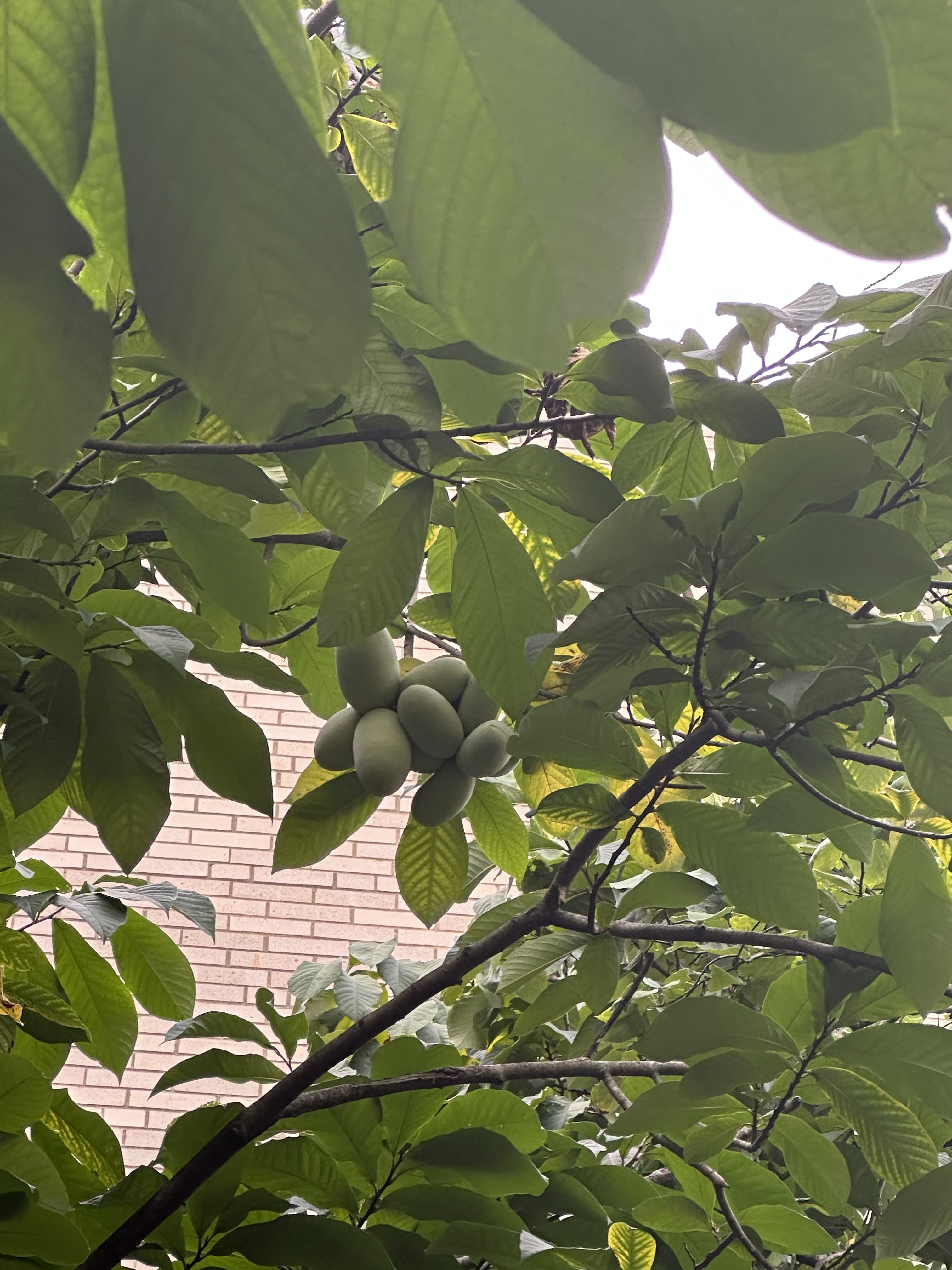 pawpaw