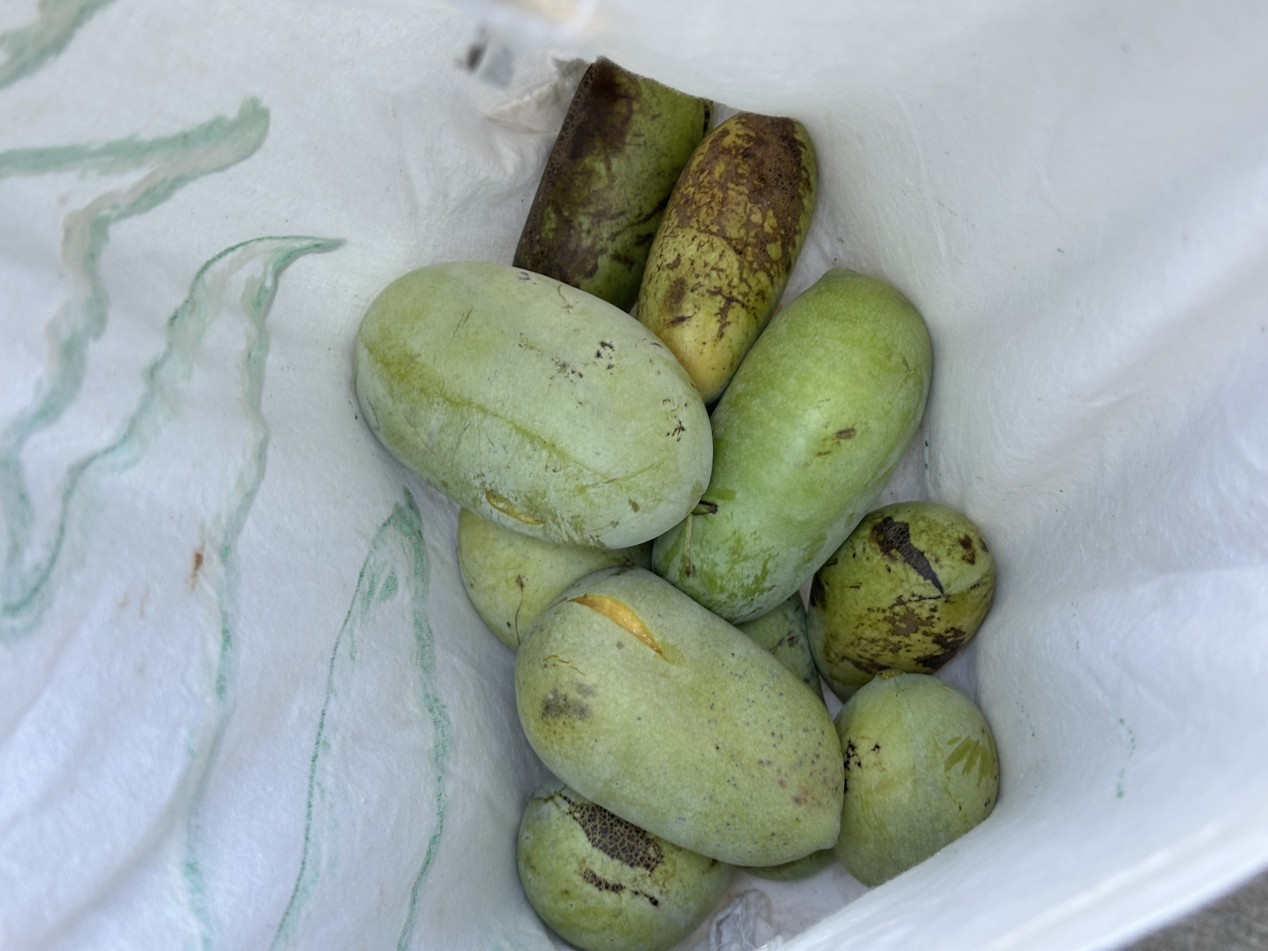 pawpaw2