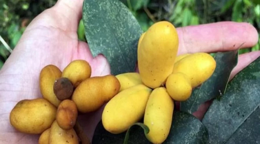 dủ dẻ fruit