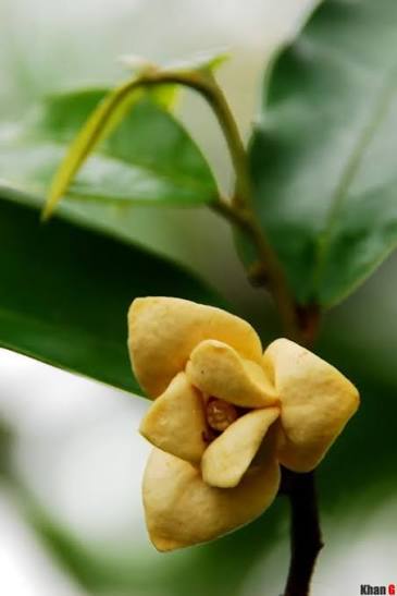 dủ dẻ flower