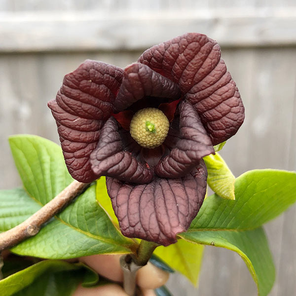 pawpawflower